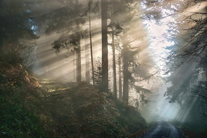 Enigma Forest